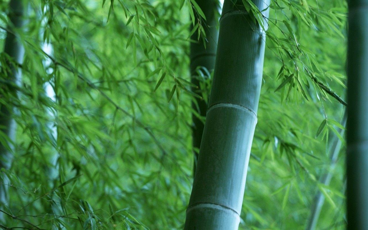 bamboo-787538-1280-1707813080.jpg
