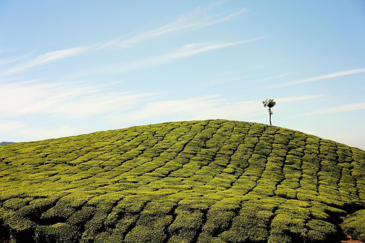 tea-plantation-1850217-1280-1713759243.jpg